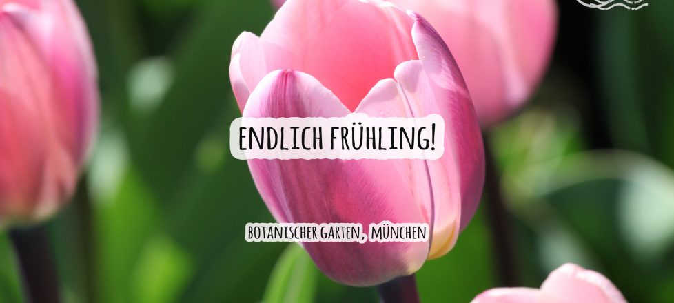 Frühlingsgrüße aus dem Botanischen Garten, München